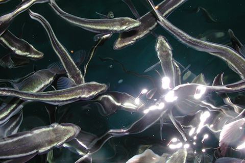 Marine Ecosystems and Society